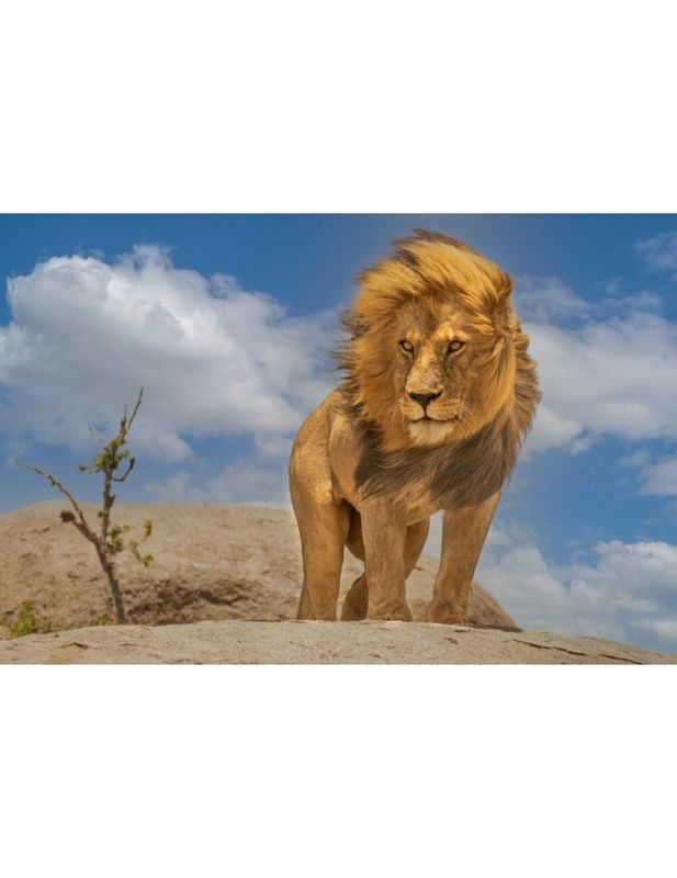 The lion King