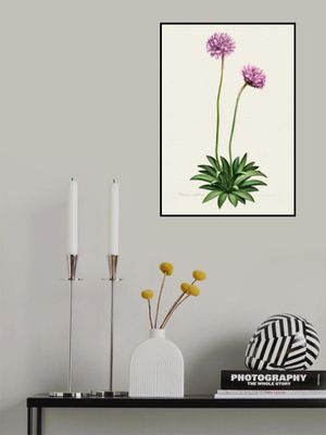 Armeria Cantabrica