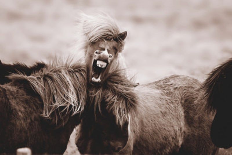 Laughing Horse  Wild Horses Iceland