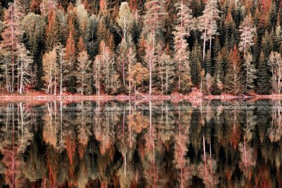 Forest Mirror