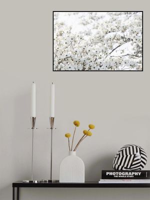 White Spring Tree 1