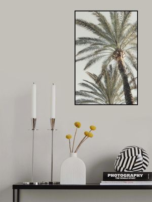 Palm_005