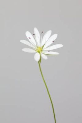 Small white flower_1