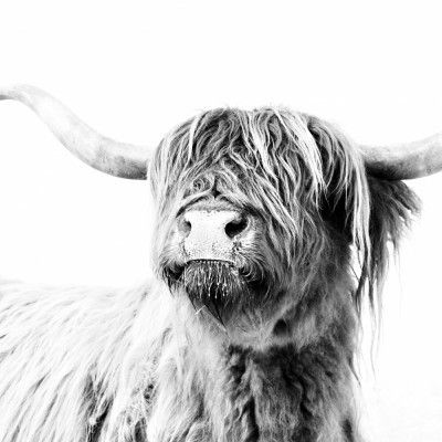 Highland Cattle Frida