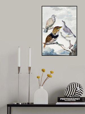 Three Birds, Two Inca Pigeons and a Collared Bearded Cuckoo