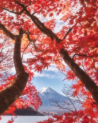 Mt.fuji is in the autumn leaves