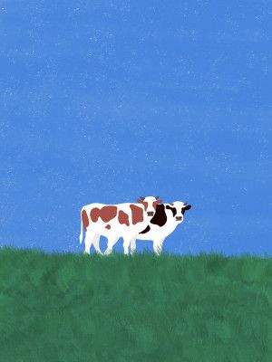 Cows In The Grass