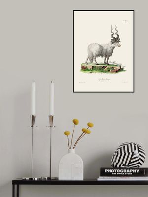 Ovis Aries By Johann Andreas Wagener and Johann Christian Daniel Von Schreber.