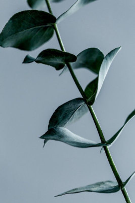 Eucalyptus Leaves