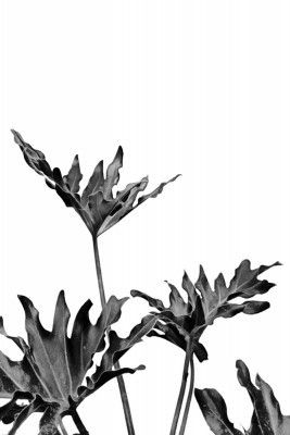 Monstera Black and White 08