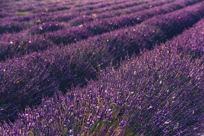 Provence Lavender