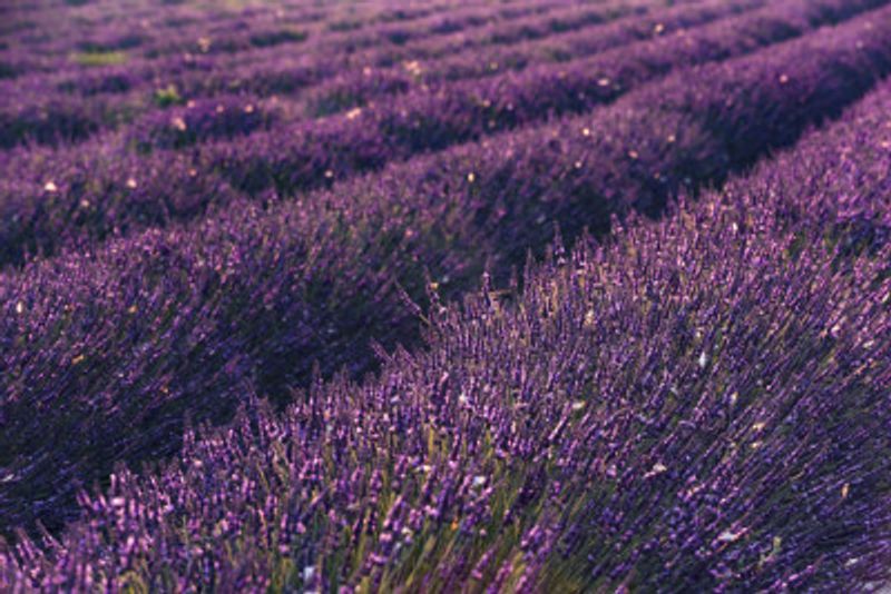 Provence Lavender