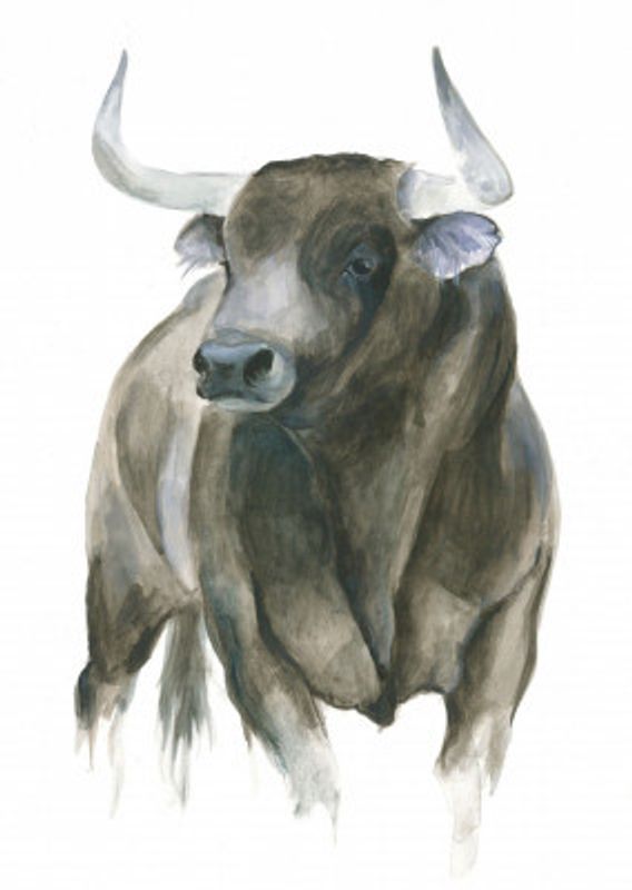 The Strength And Elegance Of A Bull
