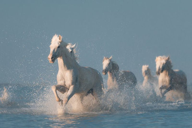 Angels of Camargue