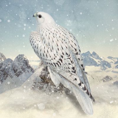 Greenland Falcon   Snowy White