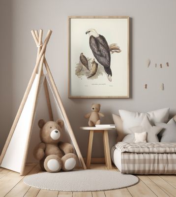 White Bellied Sea Eagle