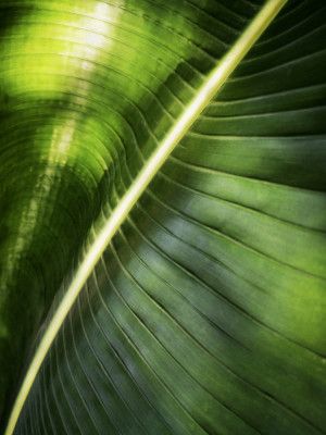 Giant Palm Leaf