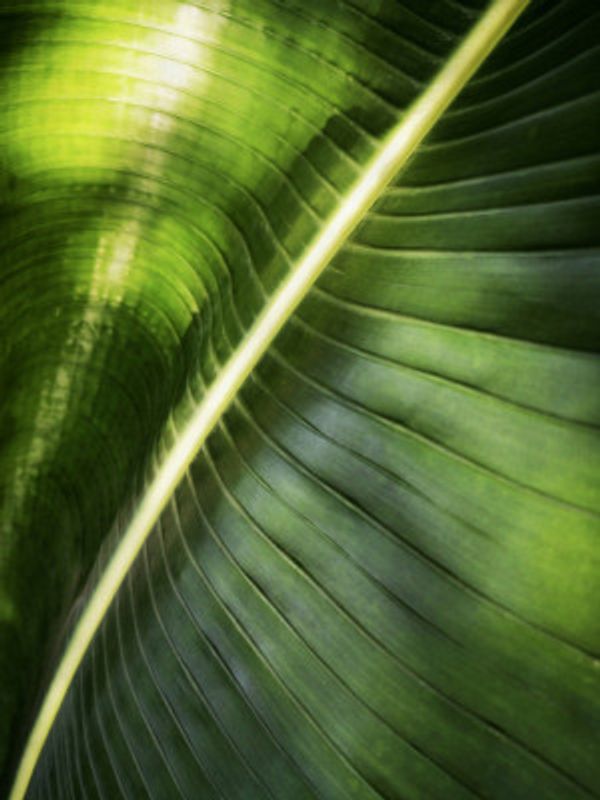 Giant Palm Leaf