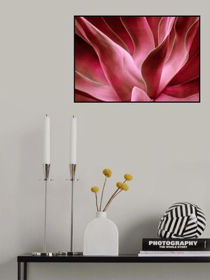 Agave Abstract in Autumn 2023