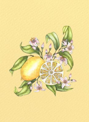 Lemon illustration