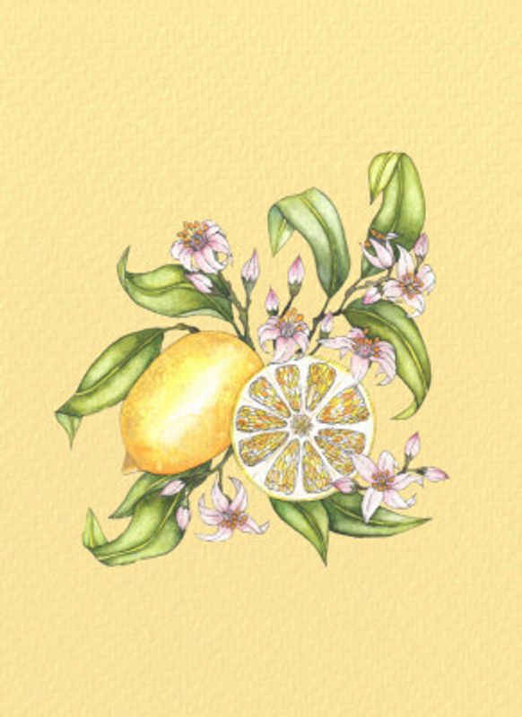 Lemon illustration