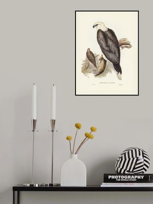 White Bellied Sea Eagle