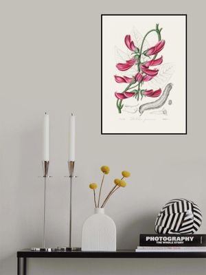 Mucuna Pruriens (dolichos Pruriens) Medical Botany