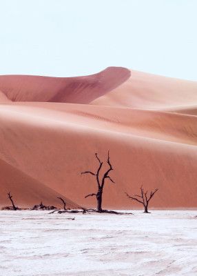 Ancient Forest Namibia