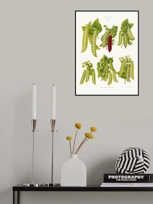 Peas From Album Benary (1876 1886) By Ernst Benary