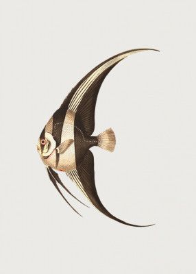 Long Finned Chaetodon