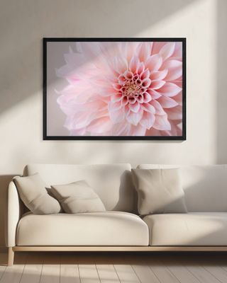 dahlia