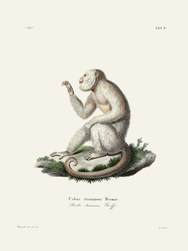 Gracile Capuchin Monkey By Johann Christian Daniel Von Schreber.