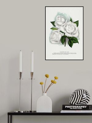White Rose, Coquette Des Alps Lithograph
