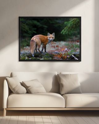 Red Fox in Algonquin Park