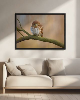 Ferruginous pygmy owl