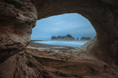 View from a Hollow Tree