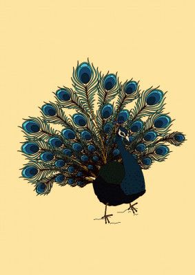 Peacock