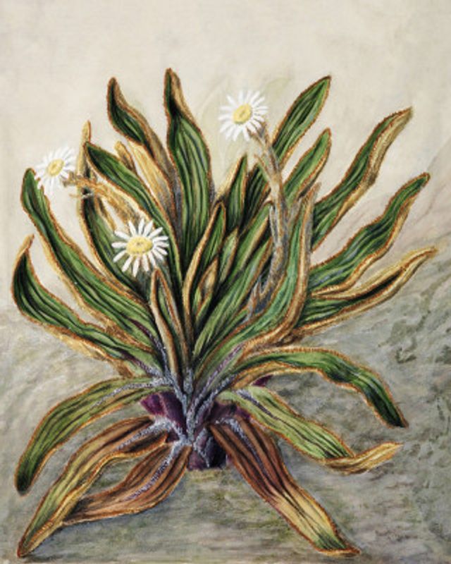 Mountain Daisy Drawn By Sarah Featon (1848–1927)