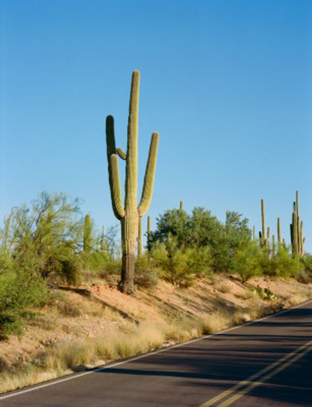 Saguaro National Park VI on Film