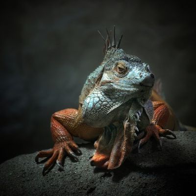 I am the King ,.. who else !