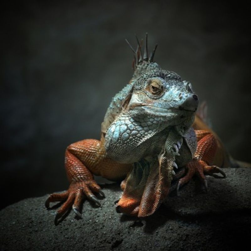 I am the King ,.. who else !