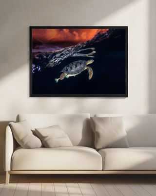 Green turtle and sunset - Sea Turtle