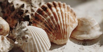 Sunlit Seashells