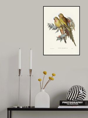 The Princess of Wales's Parakeet