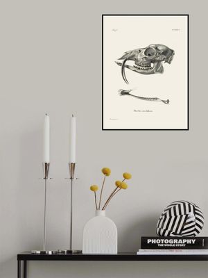 Siberian Musk Deer By Johann Andreas Wagener and Johann Christian Daniel Von Schreber.