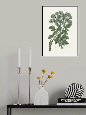 Angel Changelica Medical Botany