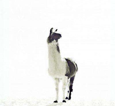 Llama Elegance and Solitude