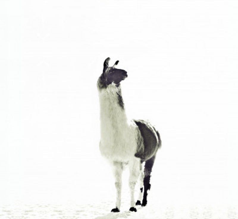 Llama Elegance and Solitude