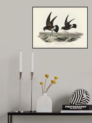 Wilson's Storm Petrel