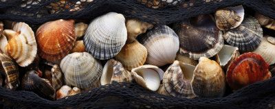 Seashell Tapestry